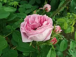 'Général Clerc' (Laffay, 1845)