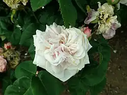 'Giuletta' (Laurentius, voor 1859)