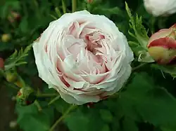 'Gloire d'Olivet' (Vigneron, 1886)