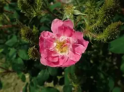 'Goethe' (Peter Lambert, 1911)