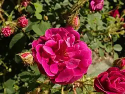 'Henri Martin' (Laffay, 1862)