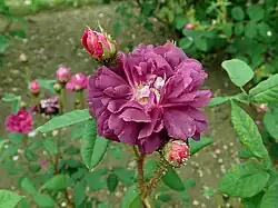 'Hermann Kegel' (Portemer, 1849)