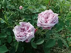 'Hermosa' (Marchesseau, 1832)