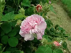 'Hortense Vernet' (Robert & Moreau, 1861)