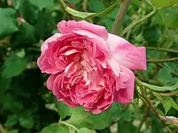 'J. B. M. Camm' (G. Paul, 1900)