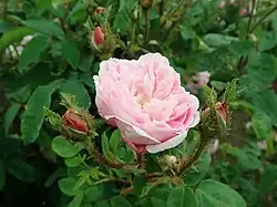 'Jeanne de Montfort' (Robert, 1851)