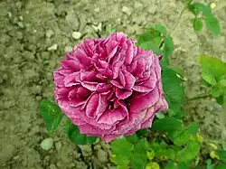 'Joasine Hanet' (Vibert, 1847)