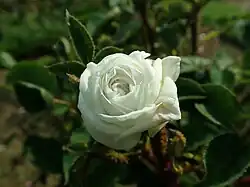 'La Neige' (Moranville, 1905)