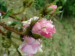 'Le Lobèrde' (onbekend, voor 1800)