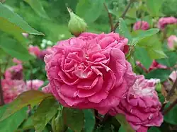 'Leveson Gower' (Beluze, voor 1846)