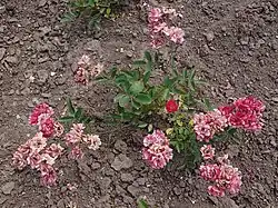 'Locarno', voor 1926