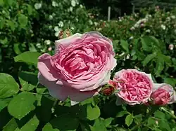 'Marie-Louise' (Malmaison, 1813)