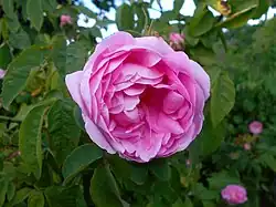 'Marie de Blois' (Robert, 1852)