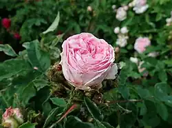 'Marie de Bourgogne' (Robert, 1853)