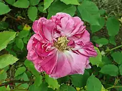 'Marquise de Balbiano' (Lacharme, 1855)