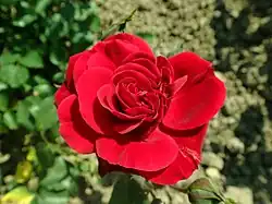 'Mary Robertson' (1969)