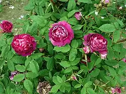 'Maupertuis' (Moreau-Robert, 1868)