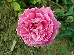 'Mademoiselle Andrée Worth' (Lévêque, 1890)