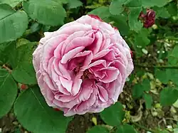 'Mme. Charles Baltet' (Verdier, 1877)