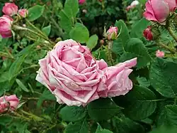 'Mme. Clémence Beauregard' (Laffay, 1851)