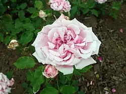 'Mme. Doré' (Fontaine, 1863)