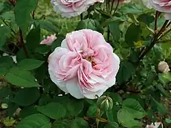 'Madame Ernest Calvat' (Schwartz, 1888)