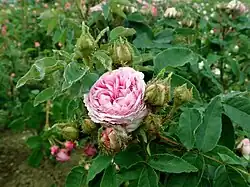 'Madame Landeau' (Moreau-Robert, 1873)