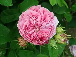 'Madame Lauriol de Barny' (Trouillard 1868)