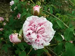 'Madame Moreau' (Moreau-Robert, 1872)