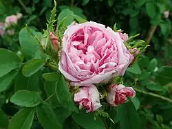 'Mme William Paul' (Moreau-Robert, 1869)