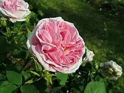 'Madame d'Enfert' (Vilin, voor 1902)