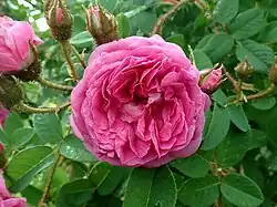 'Madame de la Rôchelambert' (Robert, 1851)