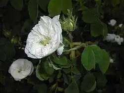 'Madame Hardy' (Hardy, 1831)