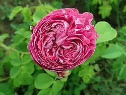 'Mrs. Yamada' (Beales, 2002)