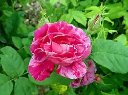 'Panachée de Lyon' (Dubreuil, 1895)