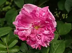 'Petite de Hollande' (onbekend, onbekend)