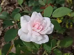 'Princesse Marie-Adelaïde de Luxembourg' (1895)