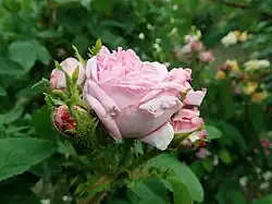 'Princesse de Vaudémont' (Robert, ~ 1854)