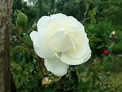 'Purity' (Cooling, voor 1897)