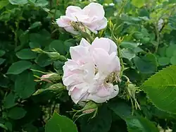 'Ralph Moore's South African OGR' (onbekend)