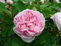 'Raphael' (Robert, 1856)