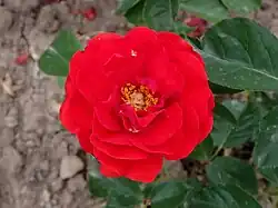 'Red Wonder', voor 1954