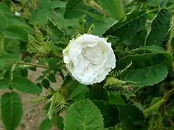 'Reine Blanche' (Robert & Moreau, 1857)