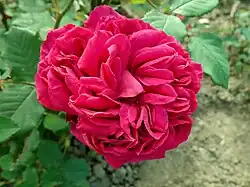 'Reine Marguerite d'Italie' (1905)