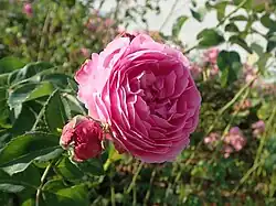 'Reine Victoria' (Schwartz, 1872)