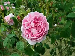 'Reine des Mousseuses' (Robert & Moreau, ~ 1860)