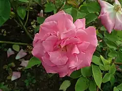 'Reine des Vierges' (Beluze, 1844)