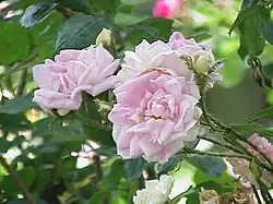 'Robert Léopold' (Buatois, 1941)