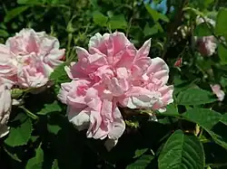 'Rosier de Damas' (onbekend, circa 1840)