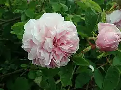 'Salet' (Lacharme, 1854)